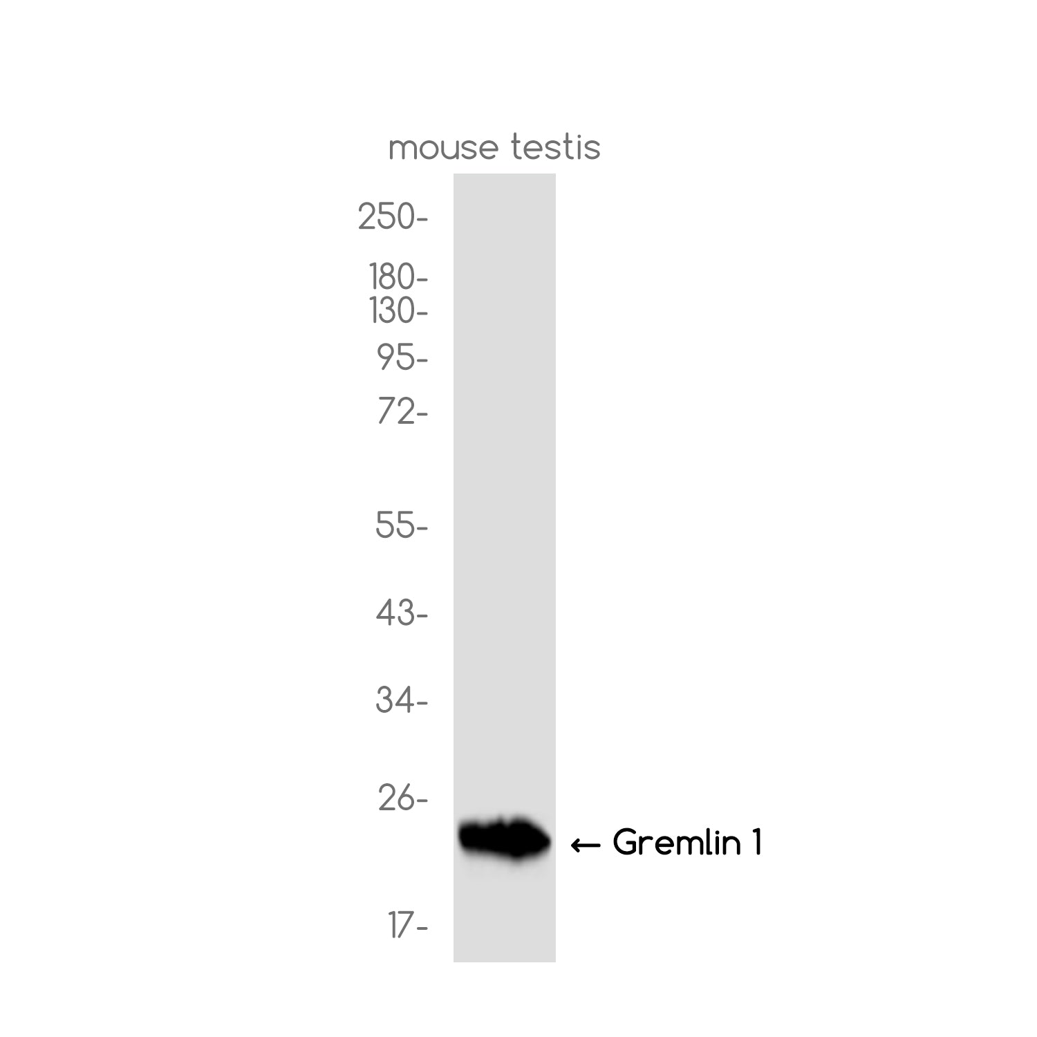 Anti-Gremlin 1 Rabbit Polyclonal Antibody