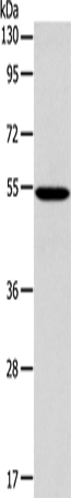 Anti-ERG Rabbit Polyclonal Antibody