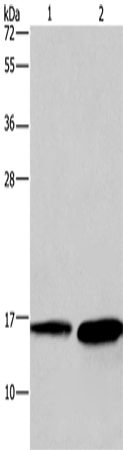 Anti-HINT2 Rabbit Polyclonal Antibody