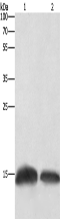 Anti-Histone H3.3C Rabbit Polyclonal Antibody