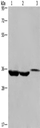 Anti-ING2 Rabbit Polyclonal Antibody
