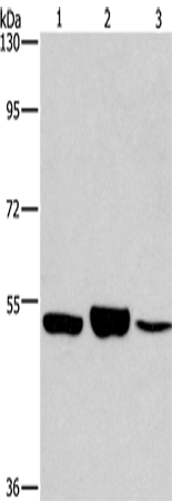 Anti-IRF6 Rabbit Polyclonal Antibody