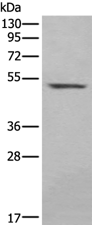 Anti-IRF8 Rabbit Polyclonal Antibody