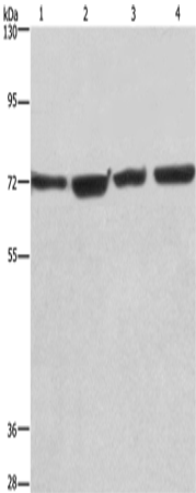 Anti-KLF11 Rabbit Polyclonal Antibody