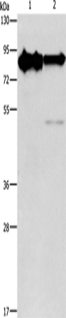 Anti-KIF3A Rabbit Polyclonal Antibody