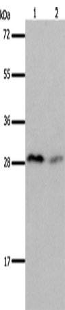 Anti-Kallikrein 7 Rabbit Polyclonal Antibody