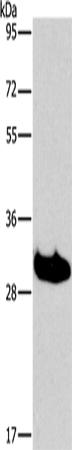 Anti-LAIR1 Rabbit Polyclonal Antibody