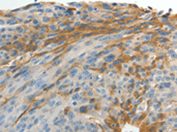 Anti-MAD2L1 Rabbit Polyclonal Antibody