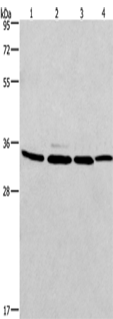 Anti-MAD2L1 Binding Protein Rabbit Polyclonal Antibody