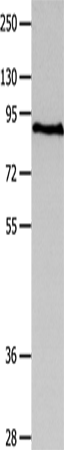 Anti-MAGED1 Rabbit Polyclonal Antibody