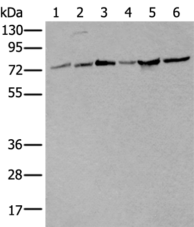 Anti-MASP1 Rabbit Polyclonal Antibody