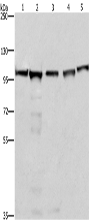 Anti-MCM6 Rabbit Polyclonal Antibody