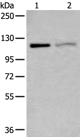 Anti-MCM9 Rabbit Polyclonal Antibody