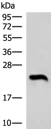 Anti-Neurogenin 3 Rabbit Polyclonal Antibody