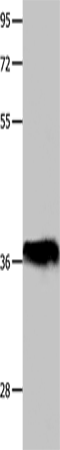 Anti-Oct-2 Rabbit Polyclonal Antibody