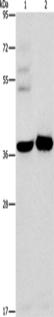 Anti-SERPINE2 Rabbit Polyclonal Antibody