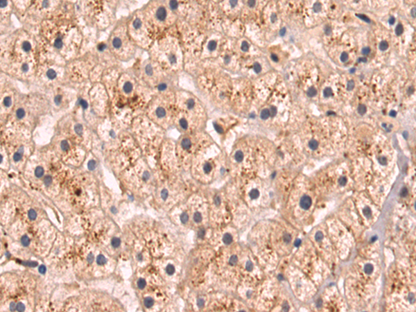 Anti-FAM3A Rabbit Polyclonal Antibody