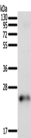 Anti-FAM3A Rabbit Polyclonal Antibody
