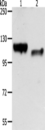 Anti-P cadherin Rabbit Polyclonal Antibody