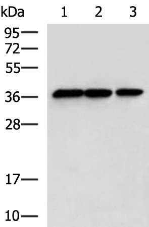 Anti-SPDEF Rabbit Polyclonal Antibody
