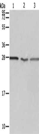 Anti-PSMD9 Rabbit Polyclonal Antibody