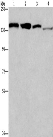Anti-Rad54L2 Rabbit Polyclonal Antibody