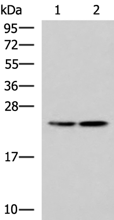 Anti-RGS2 Rabbit Polyclonal Antibody