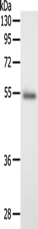 Anti-SCG3 Rabbit Polyclonal Antibody