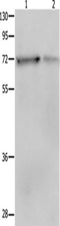 Anti-SHP2 Rabbit Polyclonal Antibody