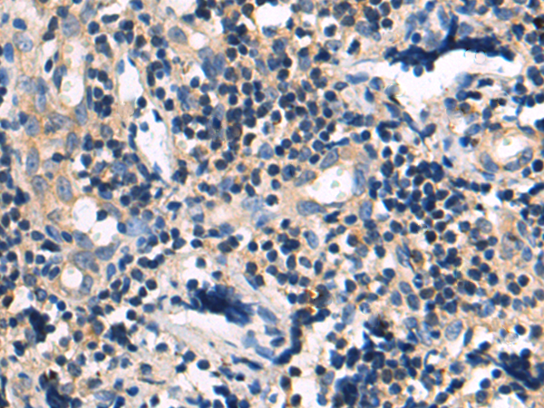 Anti-SIRT3 Rabbit Polyclonal Antibody