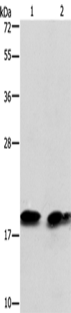 Anti-SKP1 Rabbit Polyclonal Antibody