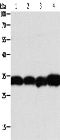Anti-NAPA Rabbit Polyclonal Antibody
