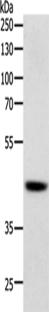 Anti-SOX7 Rabbit Polyclonal Antibody