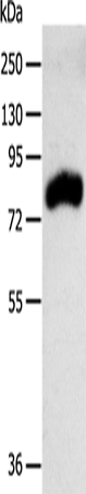 Anti-RPAP3 Rabbit Polyclonal Antibody
