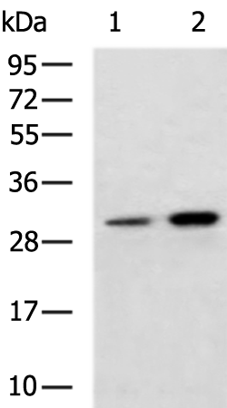 Anti-Spindlin 1 Rabbit Polyclonal Antibody