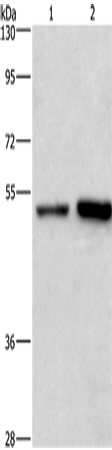 Anti-Synaptotagmin 4 Rabbit Polyclonal Antibody