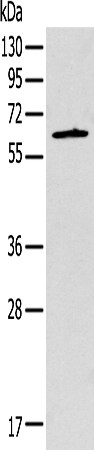 Anti-SPATA7 Rabbit Polyclonal Antibody