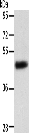 Anti-SPATA17 Rabbit Polyclonal Antibody