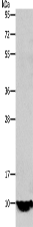 Anti-Estrogen Inducible Protein pS2 Rabbit Polyclonal Antibody