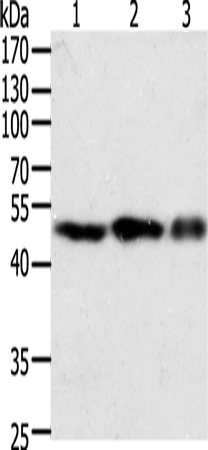 Anti-F7 Rabbit Polyclonal Antibody