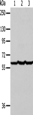 Anti-Factor IX Rabbit Polyclonal Antibody