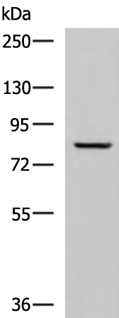 Anti-TGM3 Rabbit Polyclonal Antibody