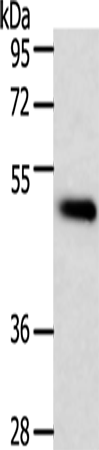 Anti-TRAF1 Rabbit Polyclonal Antibody