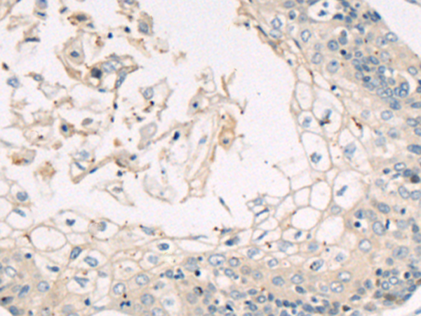 Anti-TRAF6 Rabbit Polyclonal Antibody