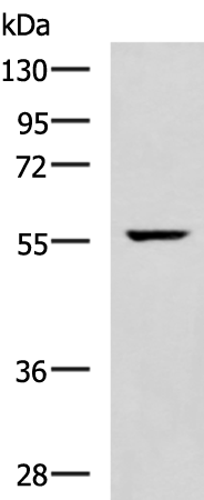 Anti-TRAF6 Rabbit Polyclonal Antibody