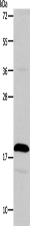 Anti-TSLP Rabbit Polyclonal Antibody