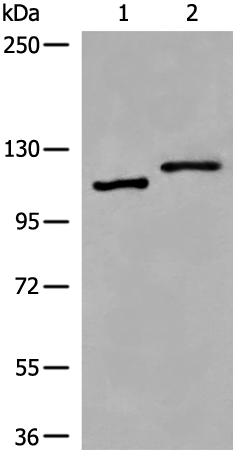 Anti-VPS18 Rabbit Polyclonal Antibody