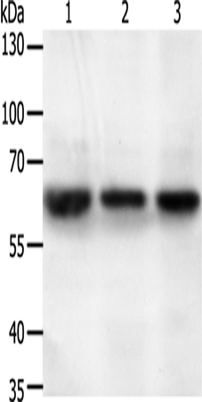 Anti-STXBP2 Rabbit Polyclonal Antibody