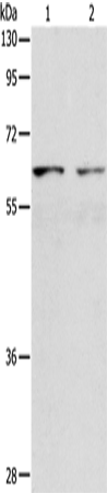 Anti-VANGL1 Rabbit Polyclonal Antibody