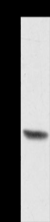 Anti-ACTRT1 Rabbit Polyclonal Antibody